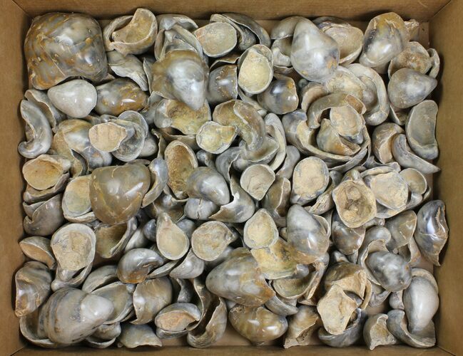 Lot: Polished Fossil Oyster Shells - Around Pieces #141092